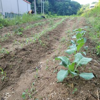 강원원주 유성훈56님의 기타작물 · 영농일지 작성글 사진
