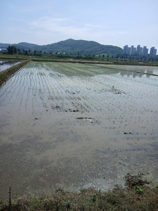 김창호 님의 벼 · 영농일지 작성글 사진