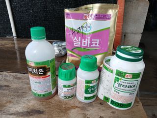 노영성님의 자두 · 영농일지 작성글 사진