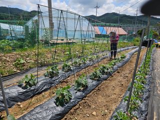 경달현님의 오이 · 영농일지 작성글 사진