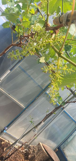 박상중님의 기타작물 · 영농일지 작성글 사진