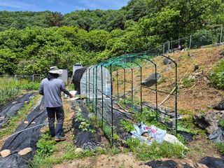 이준영님의 기타작물 · 영농일지 작성글 사진