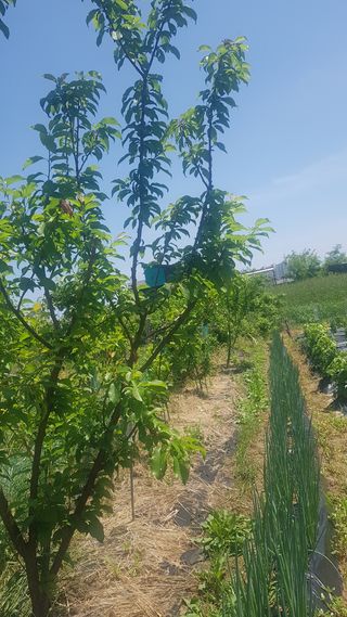 최춘득 청대산 님의 고추 · 영농일지 작성글 사진