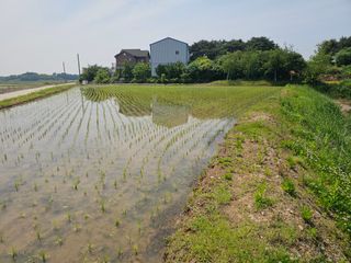 이미옥님의 벼 · 영농일지 작성글 사진