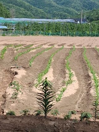 김덕수님의 옥수수 · 영농일지 작성글 사진