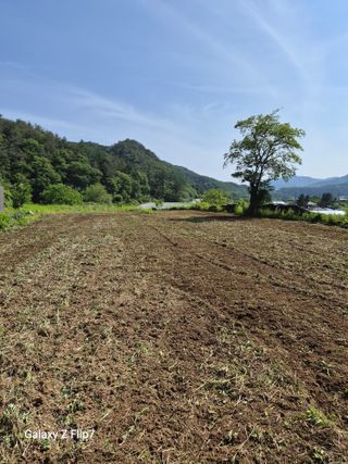 원머루 강낙도님의 들깨 · 영농일지 작성글 사진