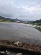 팜모닝 벼·영농일지 게시글 이미지