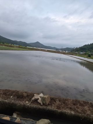전숙은님의 벼 · 영농일지 작성글 사진
