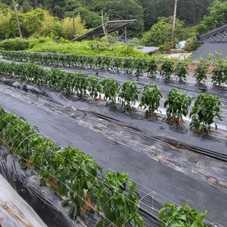 네튜럴님의 고추 · 영농일지 작성글 사진