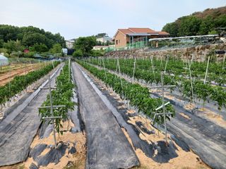 홍순복님의 기타작물 · 영농일지 작성글 사진