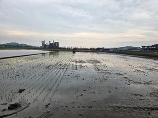 파인cool님의 벼 · 영농일지 작성글 사진