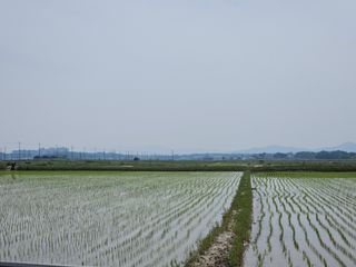 이미옥님의 벼 · 영농일지 작성글 사진