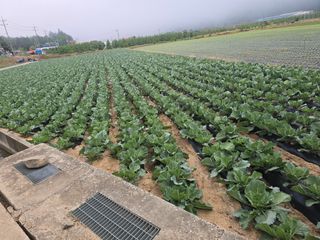 김성수님의 배추 · 영농일지 작성글 사진
