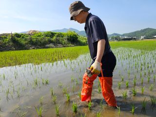 넥스젠님의 벼 · 영농일지 작성글 사진