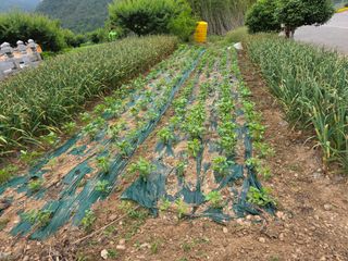 정정치님의 기타작물 · 영농일지 작성글 사진
