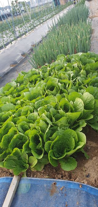 김익중님의 기타작물 · 영농일지 작성글 사진
