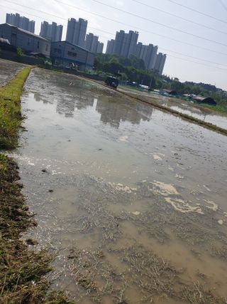 전갑영님의 벼 · 영농일지 작성글 사진