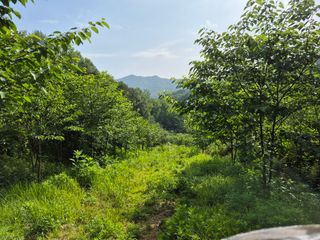 엉뚱님의 기타작물 · 영농일지 작성글 사진