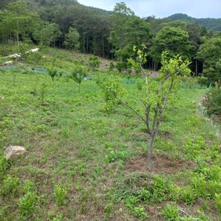 김건우님의 감 · 영농일지 작성글 사진