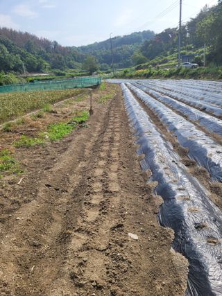 남명호님의 기타작물 · 영농일지 작성글 사진