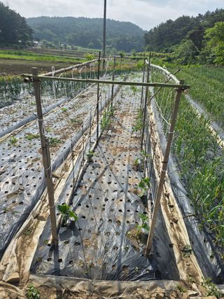 藝園님의 기타작물 · 영농일지 작성글 사진