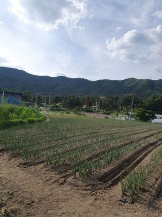 심재룡님의 파 · 영농일지 작성글 사진