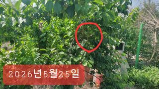 송완춘님의 매실 · 영농일지 작성글 사진
