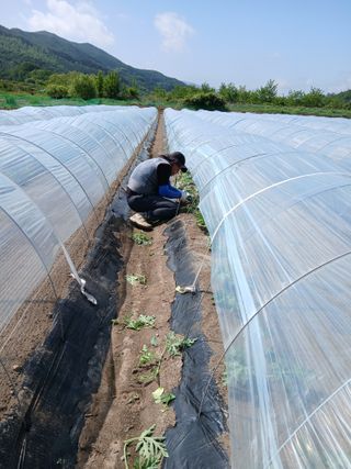 부자수박님의 기타작물 · 영농일지 작성글 사진