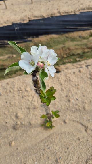 최민준님의 기타작물 · 영농일지 작성글 사진