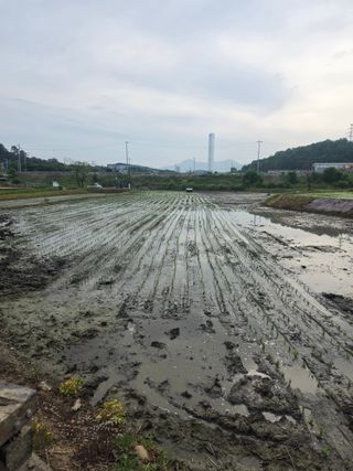 최경림님의 벼 · 영농일지 작성글 사진