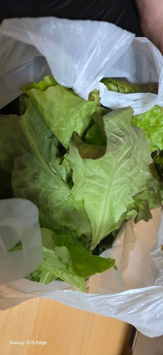 경주농장님의 상추 · 영농일지 작성글 사진