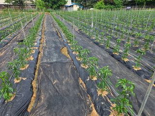 플러스밸류님의 고추 · 영농일지 작성글 사진