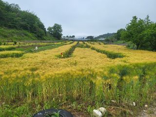 김동확 님의 기타작물 · 영농일지 작성글 사진