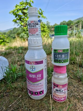영평골님의 복숭아 · 영농일지 작성글 사진