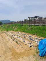 팜모닝 고구마·영농일지 게시글 이미지