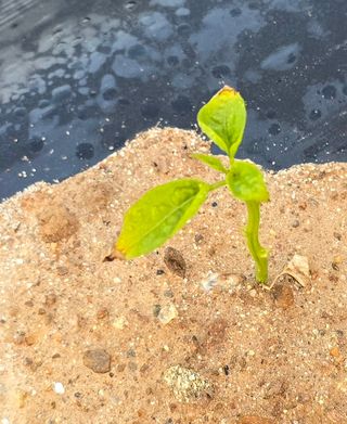 소병찬님의 고추 · 영농일지 작성글 사진