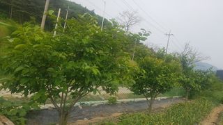 최춘득 청대산 님의 감자 · 영농일지 작성글 사진