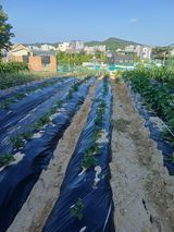 양경일님의 작성글 사진