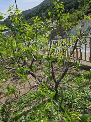 김용대님의 기타작물 · 영농일지 작성글 사진