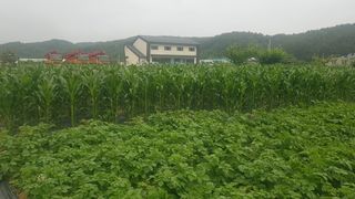 최춘득 청대산 님의 감자 · 영농일지 작성글 사진