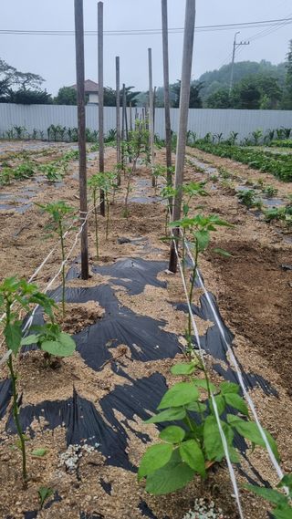 곽은주님의 기타작물 · 영농일지 작성글 사진