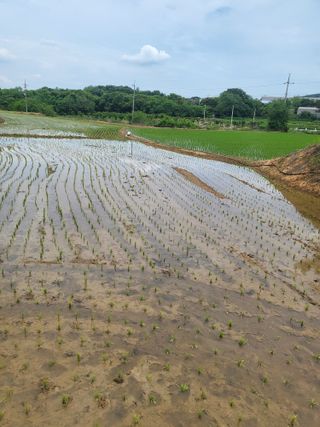 최병우님의 벼 · 영농일지 작성글 사진