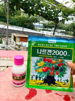 김준호님의 포도 · 영농일지 작성글 사진