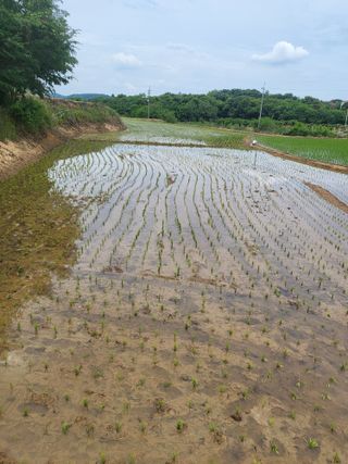 최병우님의 벼 · 영농일지 작성글 사진
