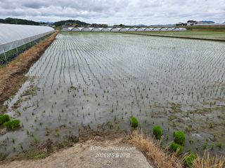 제-비님의 벼 · 영농일지 작성글 사진