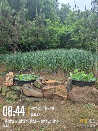 매실21434님의 작성글 사진
