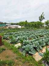 서길자님의 작성글 사진
