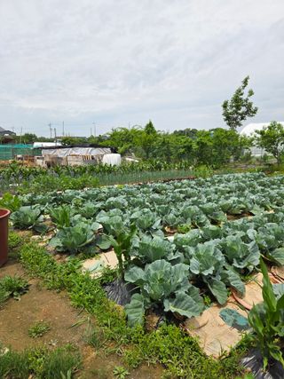 서길자님의 양배추 · 영농일지 작성글 사진