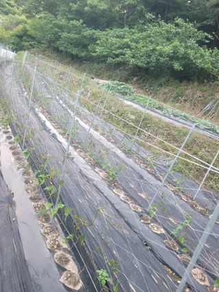 김선순(공룡자색마)님의 기타작물 · 영농일지 작성글 사진