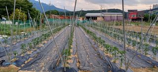 남궁봉님의 고추 · 영농일지 작성글 사진